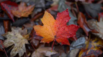 Seasonal Nature Walks as a Simple Family Tradition