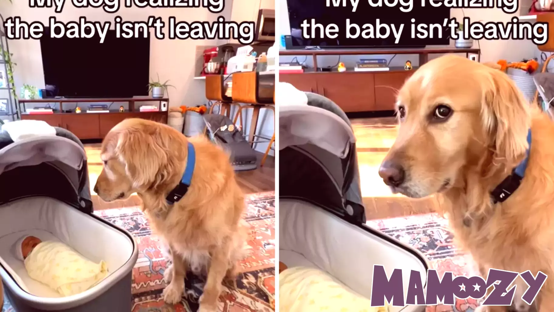 Dog's Hilarious Reaction to New Baby Sister Captivates Online Audience
