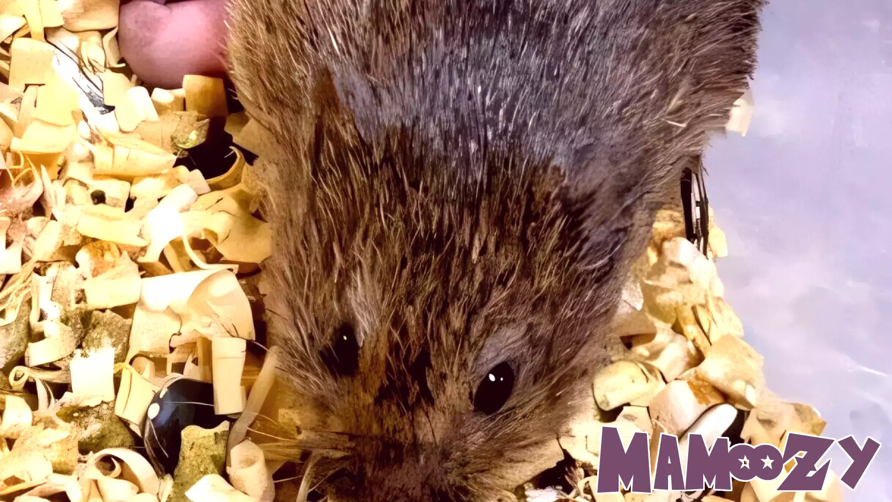 Early parenting shapes the brain and socio-sexual behavior, rodent study shows
