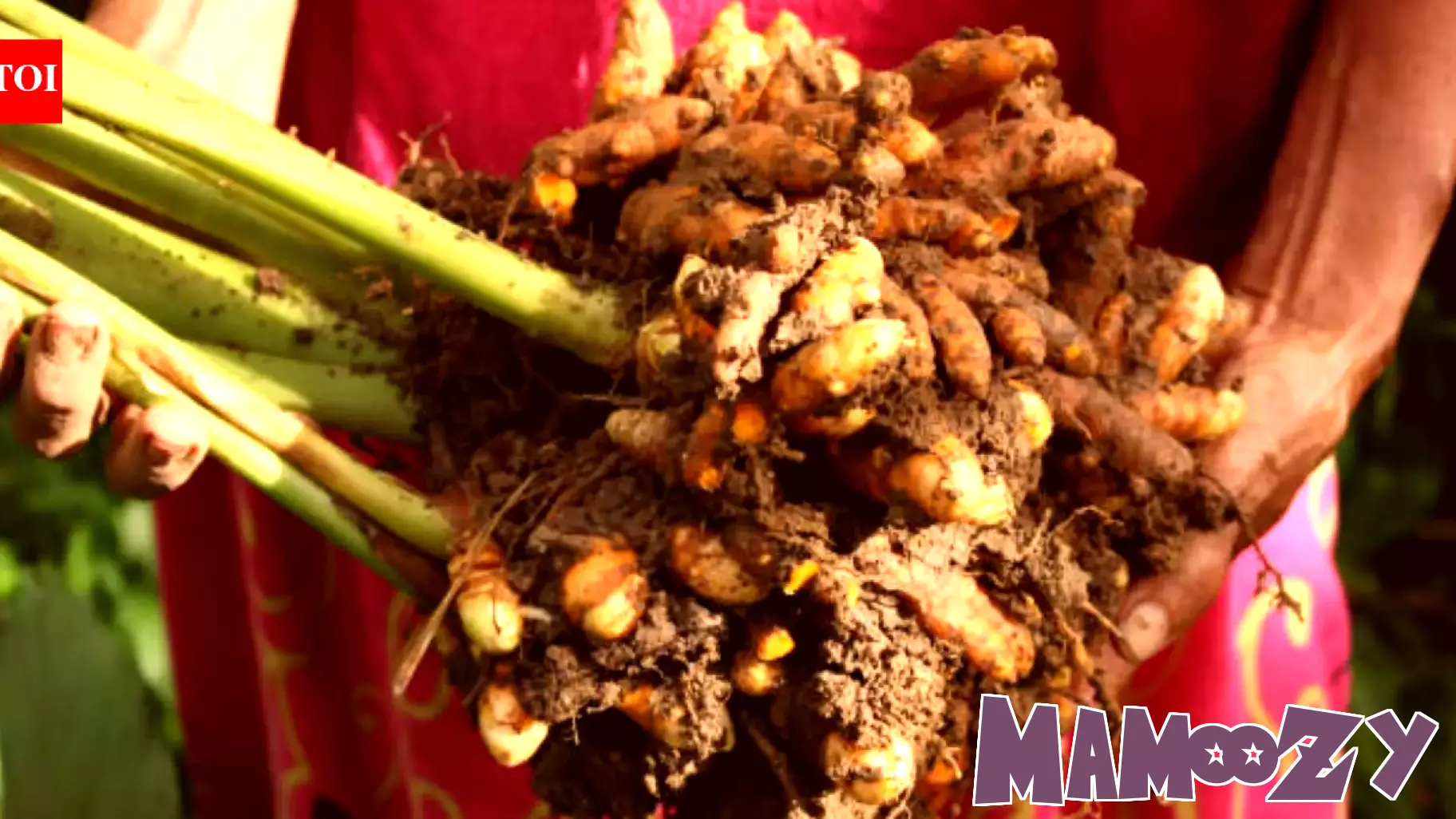 Her father wanted her to see farming differently. Now his MSc daughter is helping turn their turmeric farm into a family business