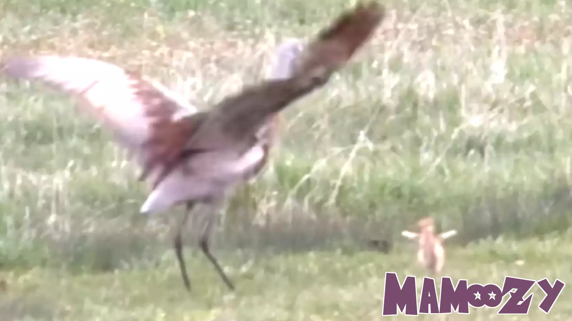 Sandhill Cranes Put On Parenting Show For Onlookers In Grand Teton National Park