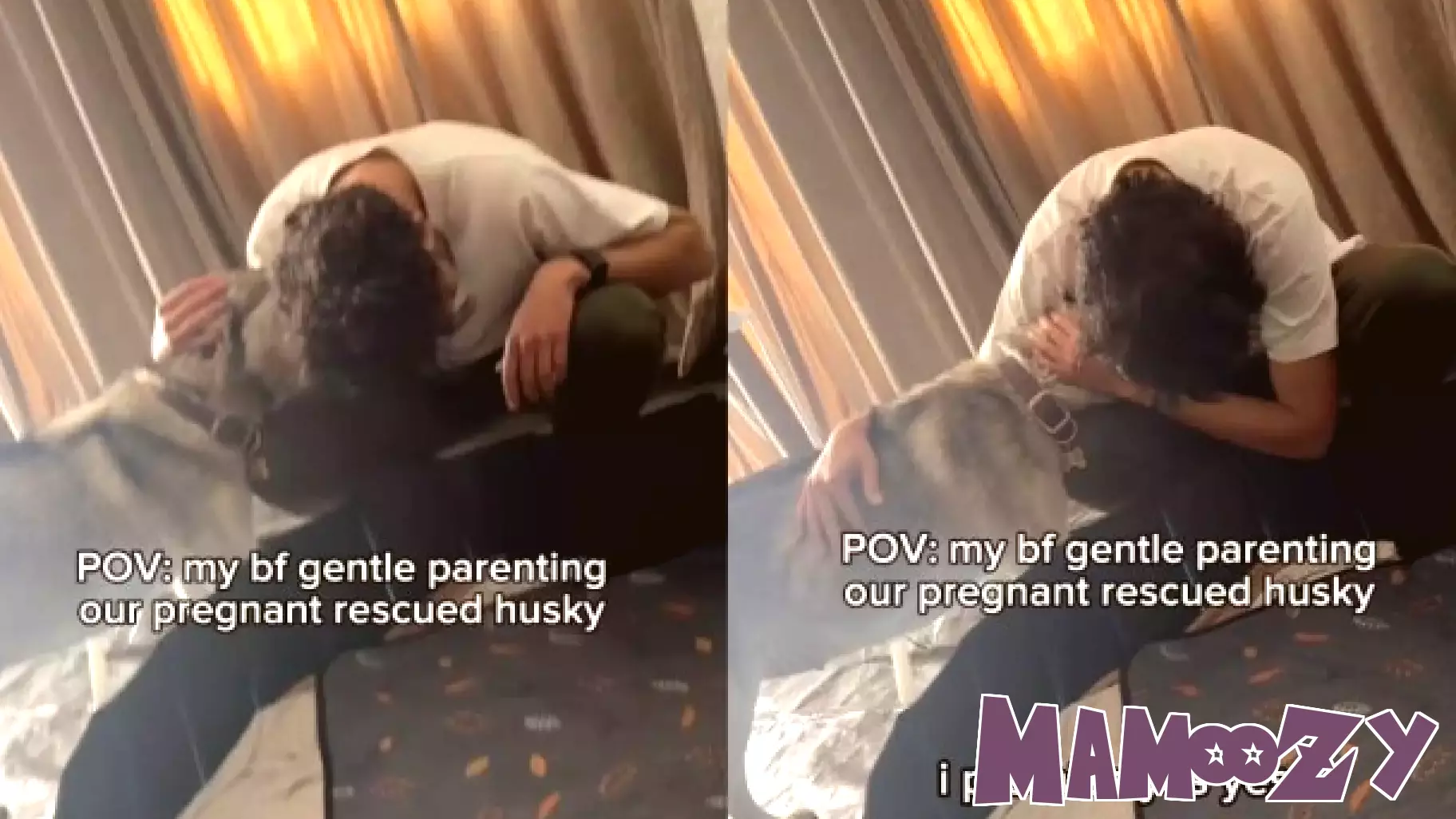Video of Dad Gentle Parenting Pregnant Rescue Dog Is Everything