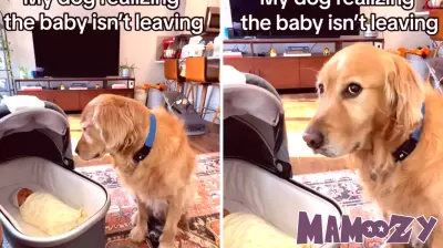 Dog's Hilarious Reaction to New Baby Sister Captivates Online Audience