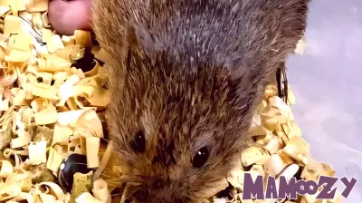 Early parenting shapes the brain and socio-sexual behavior, rodent study shows