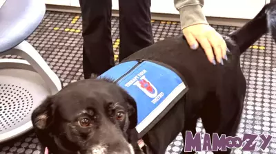 Exploring Animal-Assisted Therapy in Correctional Facilities