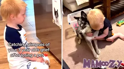 Heartbreaking Moments of Grief: A Toddler's Response to Loss