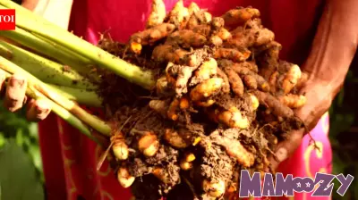 Her father wanted her to see farming differently. Now his MSc daughter is helping turn their turmeric farm into a family business