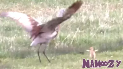 Sandhill Cranes Put On Parenting Show For Onlookers In Grand Teton National Park