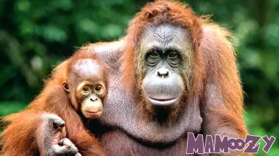 Sumatran Orangutan Mothers Exhibit Distinct Parenting Styles Similar to Humans