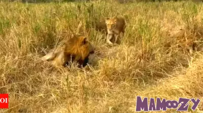 Trending News: Male Lion's Hilarious Reaction to Parenting Duties Goes Viral